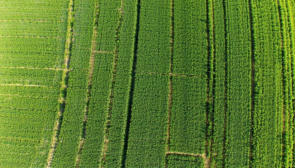 Aerial view of green crop fields divided by narrow dirt paths, showing rectangular plots of dense vegetation.